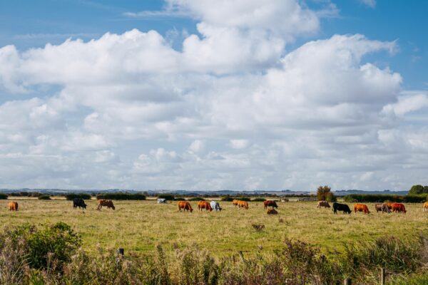 A landscape view of cows in a field. blue sky and white clouds